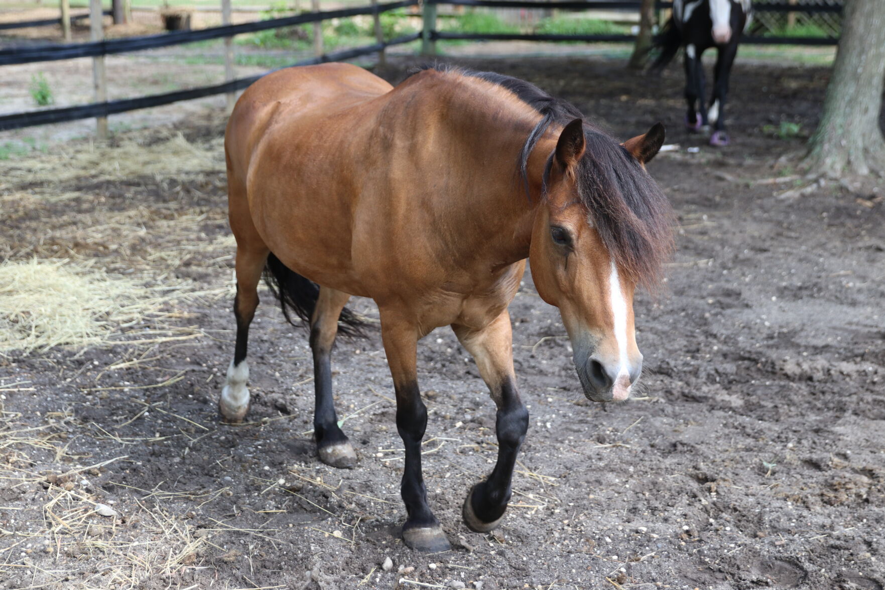 071921-pac-nws-horses